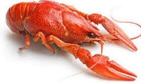 Crawfish